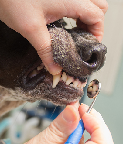 Brockport Dog Dentist