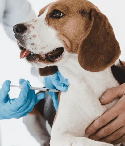Dog Vaccinations in Parkesburg