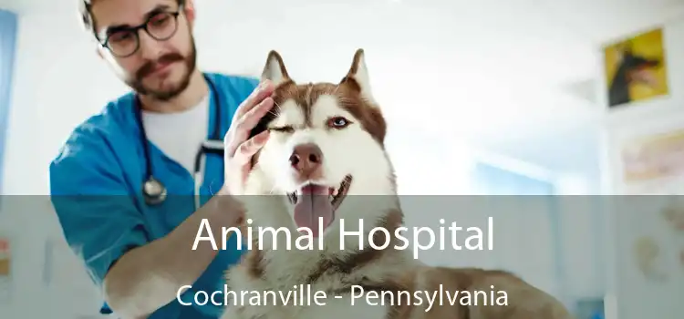 Animal Hospital Cochranville - Pennsylvania