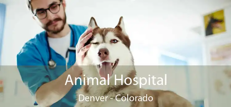 Animal Hospital Denver - Colorado