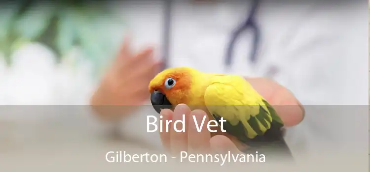 Bird Vet Gilberton - Pennsylvania