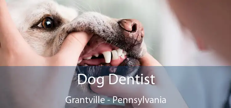 Dog Dentist Grantville - Pennsylvania