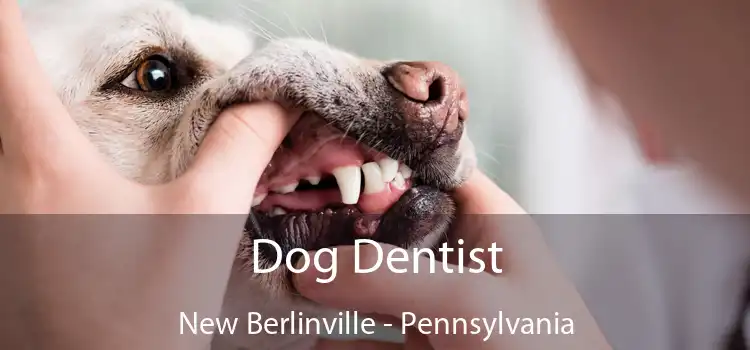 Dog Dentist New Berlinville - Pennsylvania