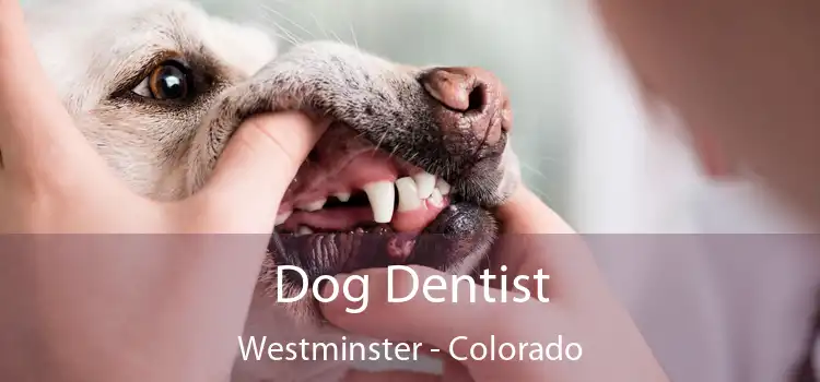 Dog Dentist Westminster - Colorado