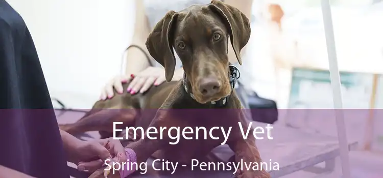 Emergency Vet Spring City - Pennsylvania