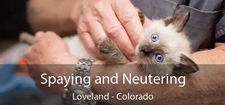 Spaying and Neutering Loveland - Colorado