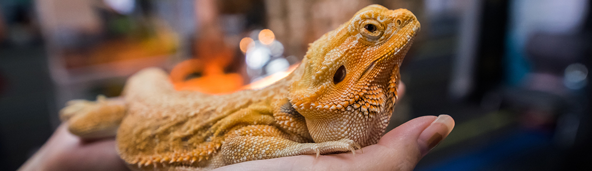 Reptile Vet Skippack - 24 Hour Reptile Vet Near Me